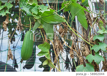 葉 植物 ヘチマの写真素材