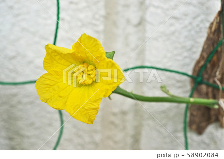 ヘチマ 花 黄色 植物の写真素材