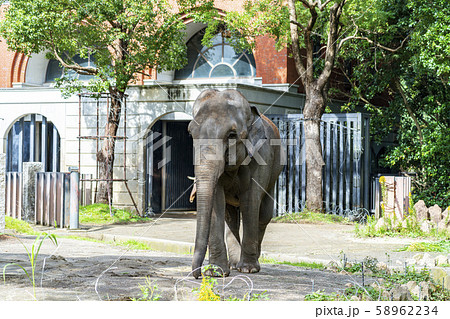 インド象の写真素材