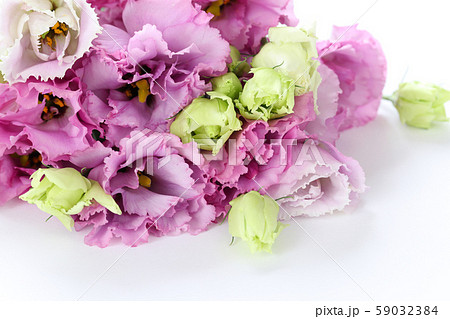 トルコキキョウ 紫色 紫の写真素材