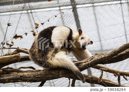ミナミコアリクイ 木登り 可愛い 動物園の写真素材