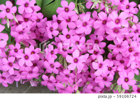 芝桜のイラスト素材