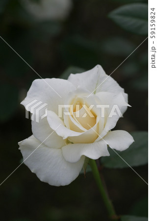 バラ 薔薇 花 パスカリの写真素材