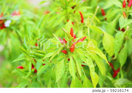 赤い茎 植物の写真素材