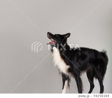 びっくり 驚く 犬 おどろきの写真素材