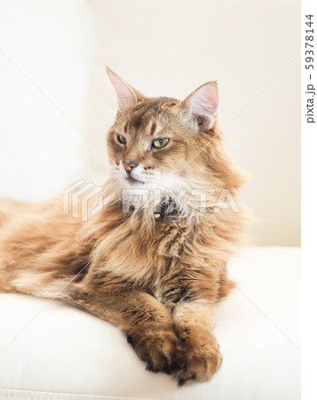 ソマリ かわいいの写真素材