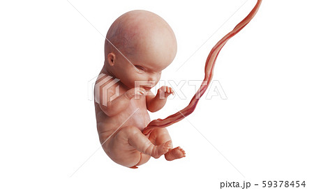 胎児のイラスト素材