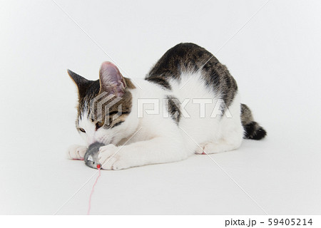 猫 噛み付く 動物 ペットの写真素材