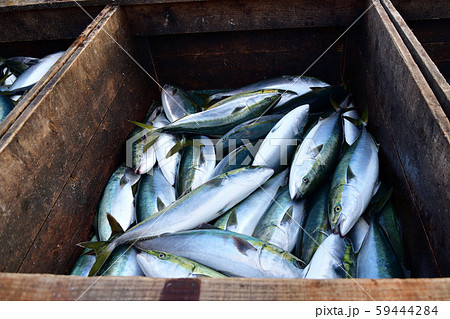 フクラギの写真素材 フクラギの写真素材