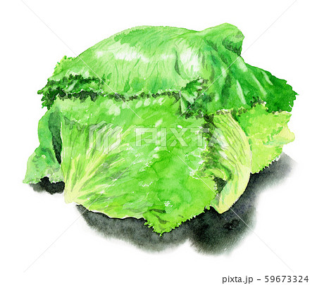 レタスのイラスト素材集 ピクスタ