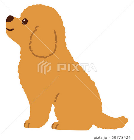 トイプードル 小型犬 お座り 洋犬のイラスト素材 - PIXTA