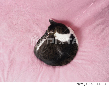 でぶ猫の写真素材集 ピクスタ でぶ猫の写真素材集 ピクスタ