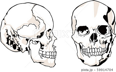 頭蓋骨 頭 顔 横顔のイラスト素材