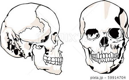 頭蓋骨のイラスト素材