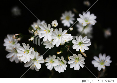 イワハナビ 植物 花の写真素材