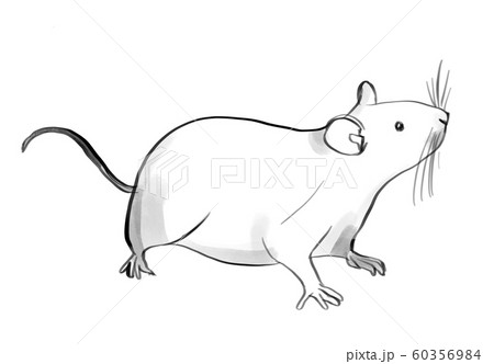二十日鼠の写真素材