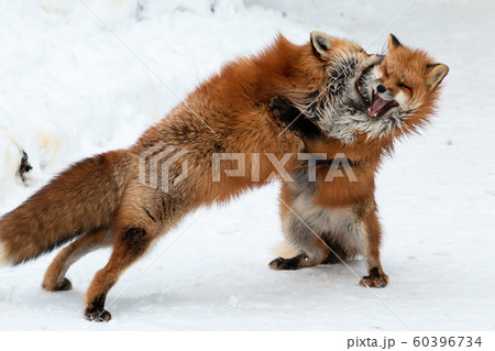ジャンプ イヌ科 きつね キツネの写真素材