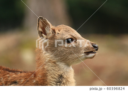 バンビの横顔 鹿の写真素材