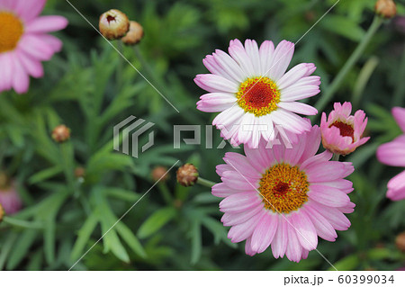 マーガレット モリンバミニピンク マーガレット キク科 花の写真素材