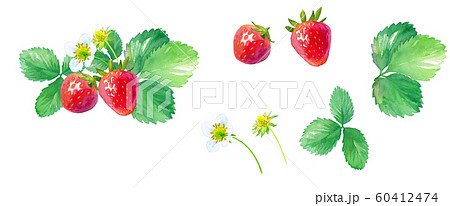 苺 葉 かわいい 花のイラスト素材