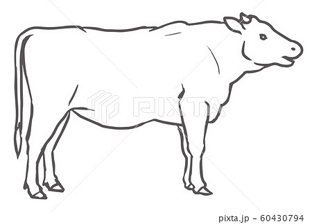 干支 牛 牛の絵 牛のイラストの写真素材 Pixta