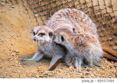 ミーアキャット 動物 哺乳類 陸上動物の写真素材