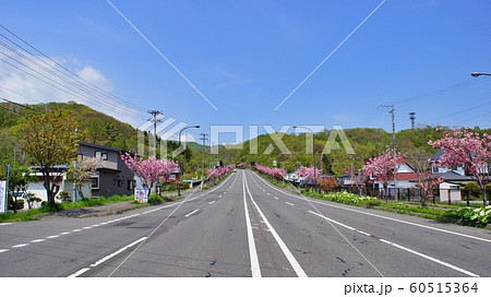 登別桜並木 桜並木 道路 桜の写真素材