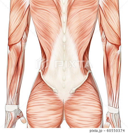 女性 筋肉 標本 背中のイラスト素材