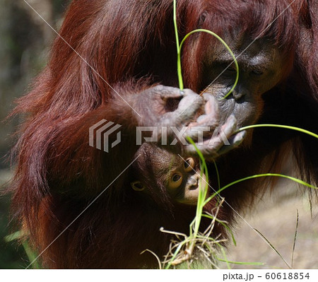 オランウータンの赤ちゃんの写真素材