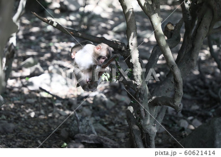 銚子渓自然動物園の写真素材