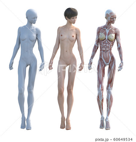 ヌード 人体 女性 筋肉のイラスト素材