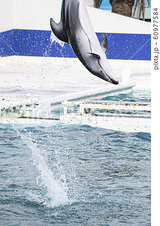 ジャンプ 水しぶき 水族館 イルカの写真素材