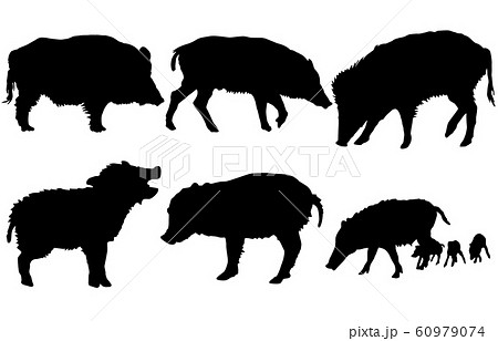 豬 デザイン 猪の写真素材