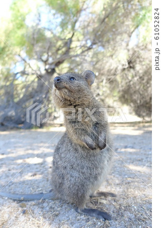 クアッカワラビーの写真素材