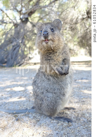 クアッカワラビーの写真素材