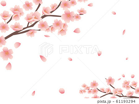 桜 花びら 花 背景素材のイラスト素材