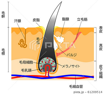 毛乳頭の写真素材 - PIXTA