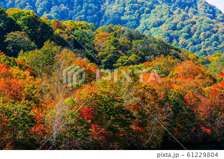 笹ヶ峰高原の写真素材