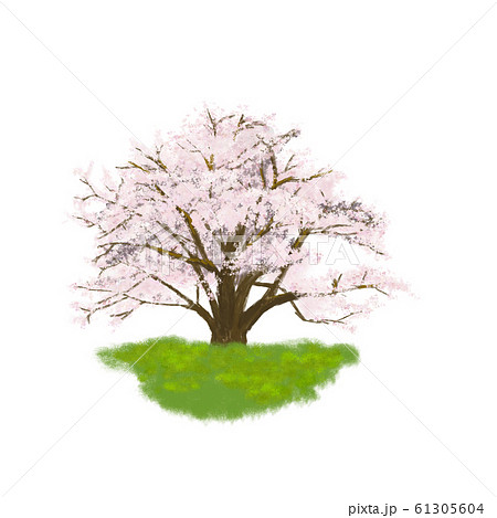桜 春 リアル 美しいのイラスト素材