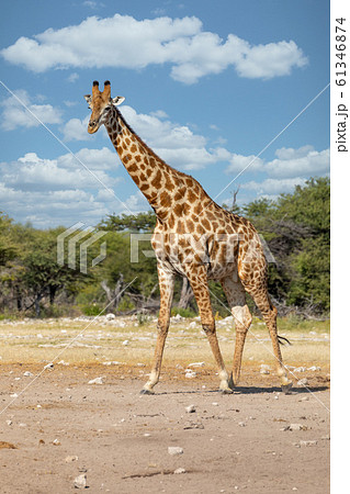 首が長い 動物 身体の写真素材