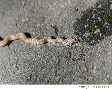 アオダイショウ 蛇 秋の写真素材