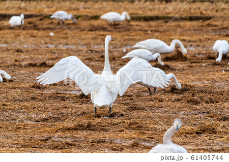 田 田んぼ 白い鳥 自然の写真素材