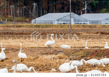 田 田んぼ 白い鳥 自然の写真素材