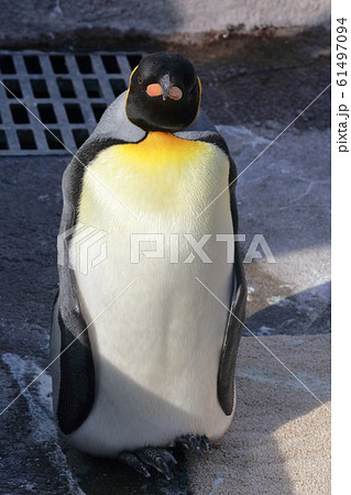 鳥類 ペンギン 正面の写真素材