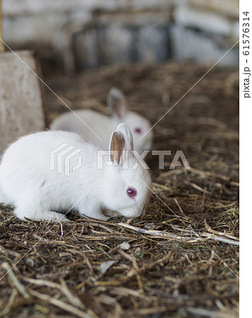干支 十二支 動物 丸い動物の写真素材