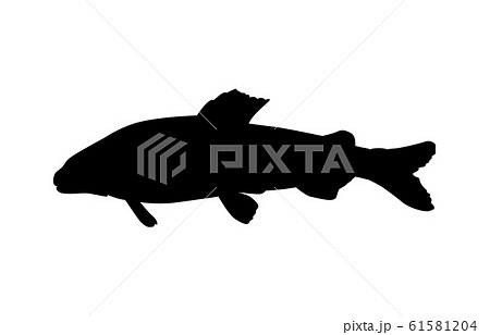 アユ 鮎 のイラスト素材集 ピクスタ