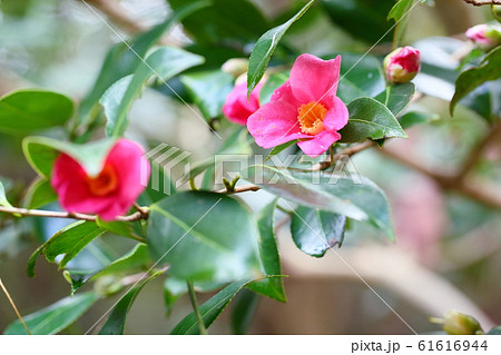 花 侘助 ワビスケ 植物の写真素材