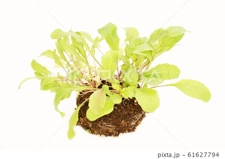 アルグラ 植物 花の写真素材