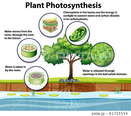 光合成のイラスト素材