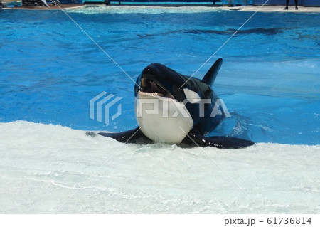 しゃちの写真素材